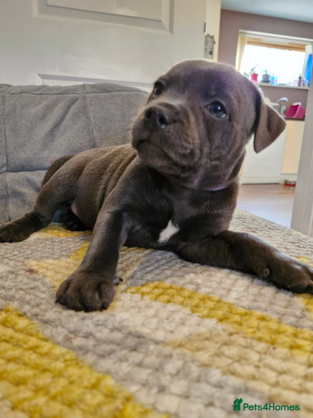 Staffordshire Bull Terrier dogs for sale: Blue Staffordshire Bull Terrier Puppies in Street - Image 16