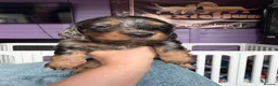 Dachshund dogs for sale: The Outstanding Boy Band is here💙🐶💚 - Advert 3
