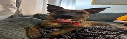 Mixed Breed dogs for sale: Beautiful one year old Malinois Cross  - Advert 9