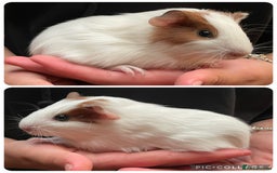 Guinea Pig rodents for sale: Baby girl guinea pigs  - Image 2