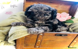 Cavapoochon dogs for sale: F1b Cavapoochon  - Image 4
