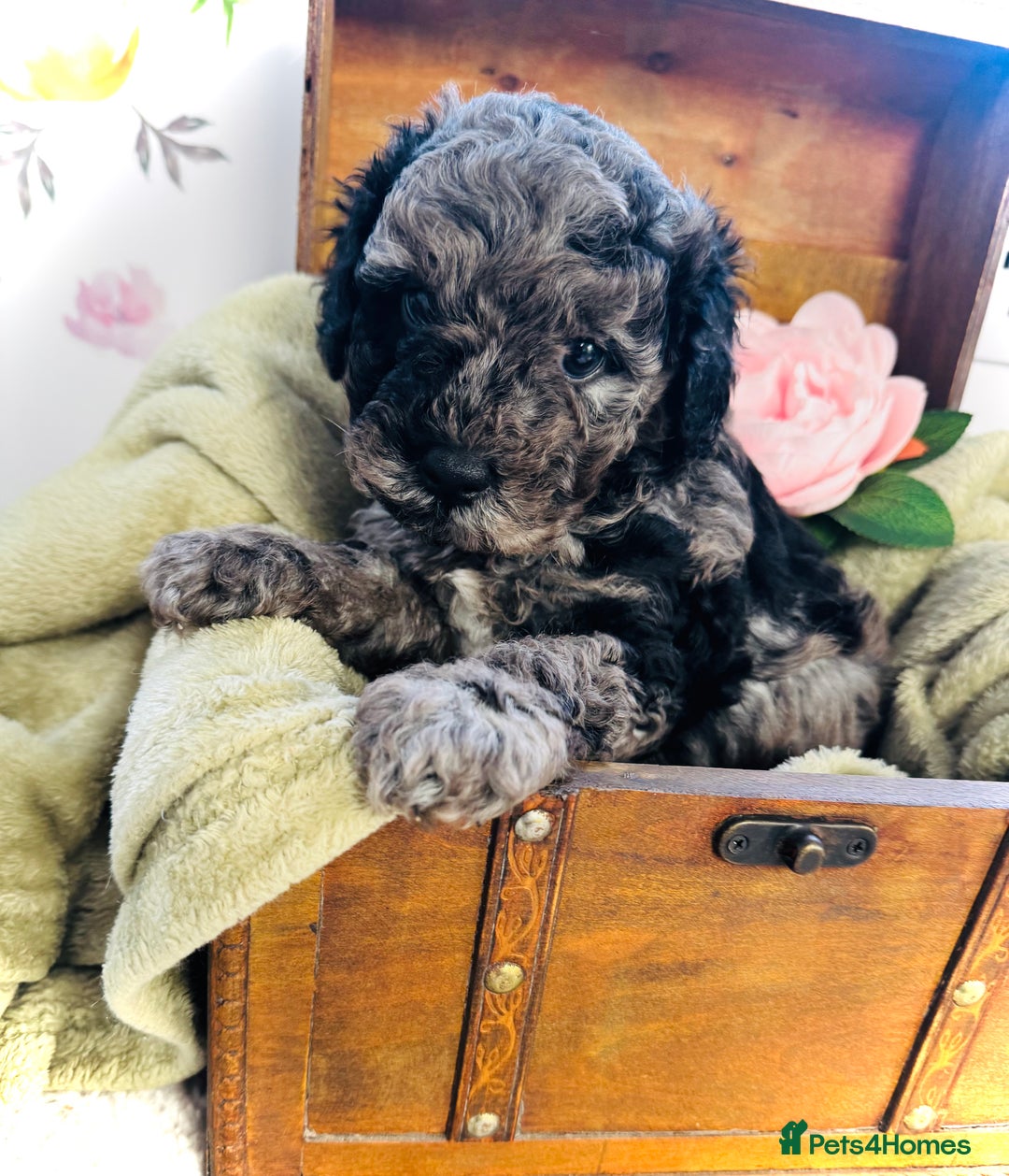 Cavapoochon dogs for sale: F1b Cavapoochon  - Image 4