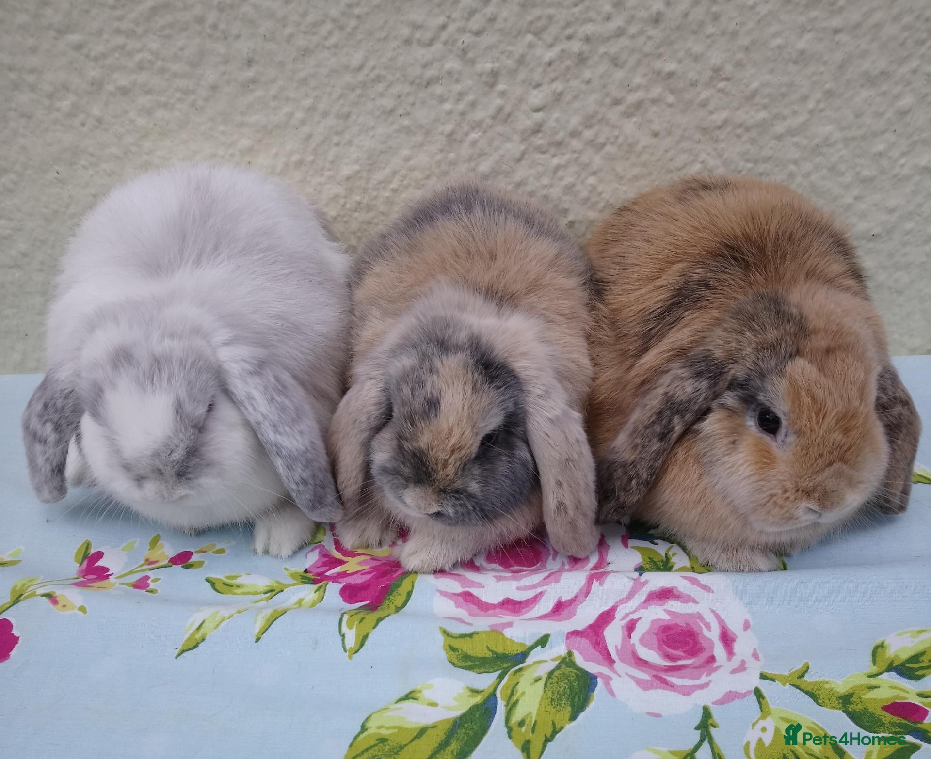 Mini Lop rabbits Pedigree Mini Lops - Advert 1