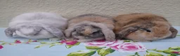 Mini Lop rabbits for sale: Pedigree Mini Lops in Tamworth - Advert 11