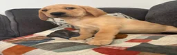 Labrador Retriever dogs for sale: Beautiful KC registered Labrador retriever puppies in Swansea - Advert 28