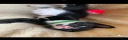 Mixed Breed cats for sale: House kittens  - Advert 4