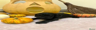 Cockapoo 1