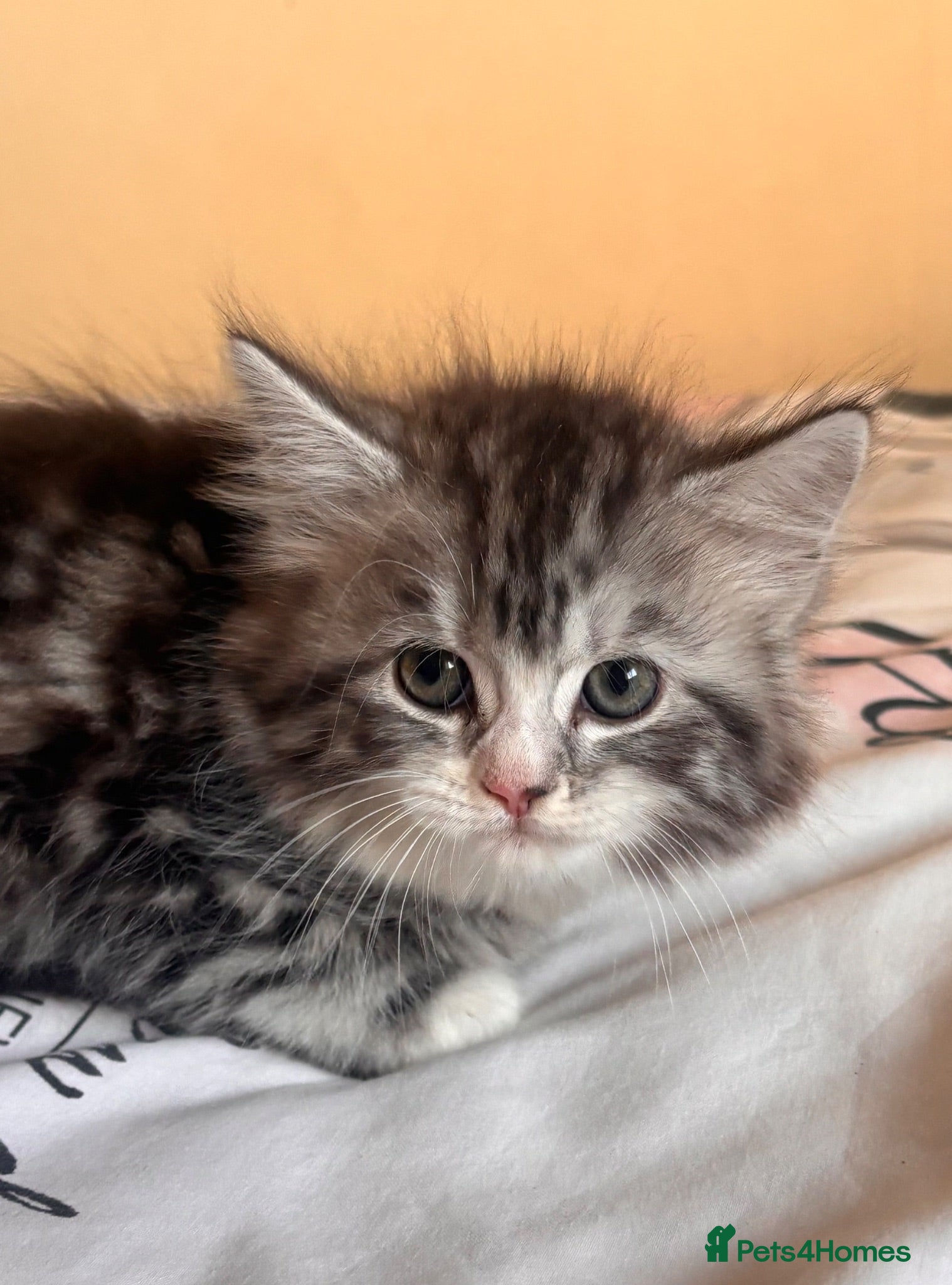 Mixed Breed cats British Short Hair Cross Ragdoll Kittens  - Advert 1