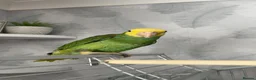 Parrots birds for sale: Magna Double yellow headed Amazon  in Wisbech - Advert 2