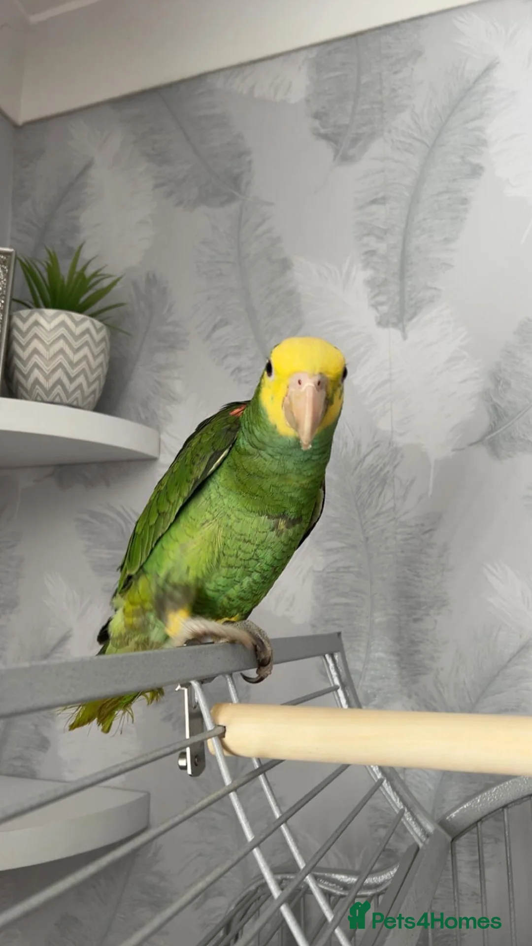 Parrots birds for sale: Magna Double yellow headed Amazon  in Wisbech - Advert 2