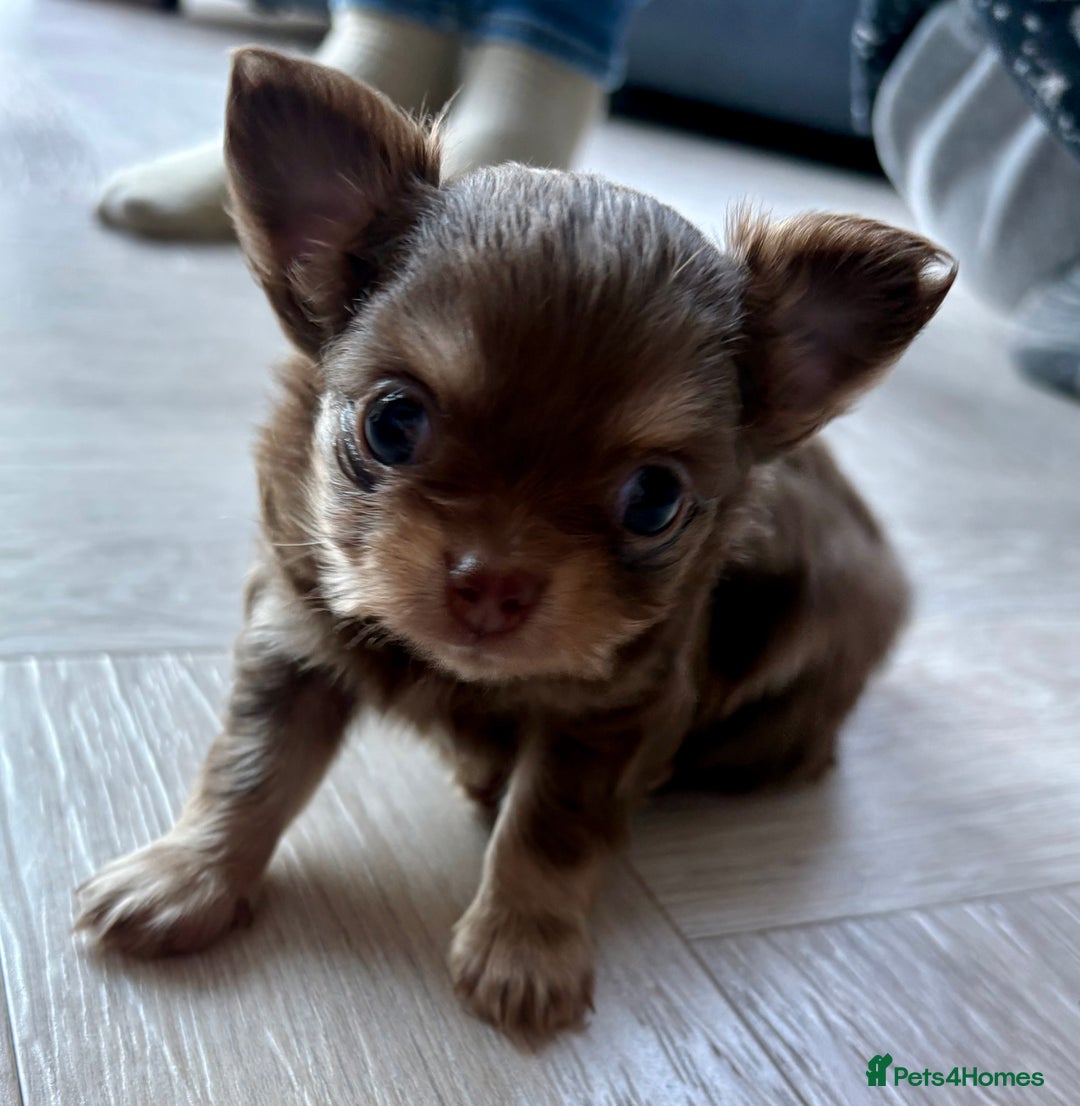Chihuahua dogs for sale: 💗 One Beautiful Longhaired Chihuahua Puppy Girl  - Advert 11