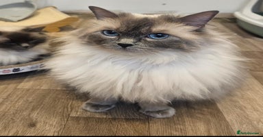 Ragdoll cats - Advert 13