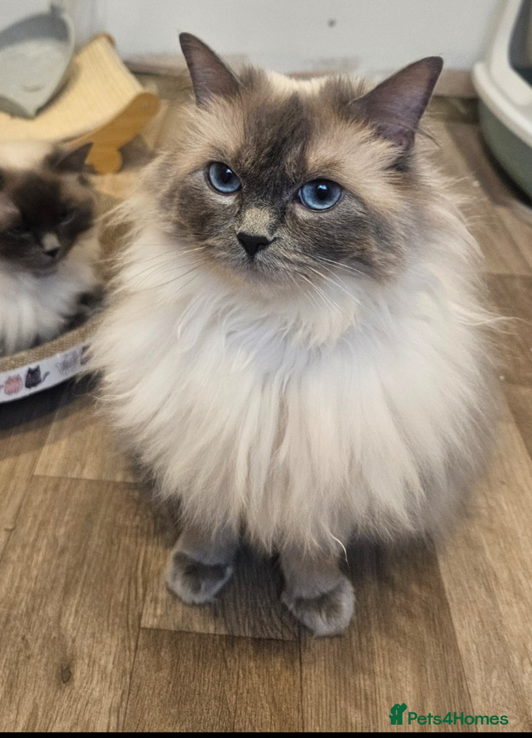 Ragdoll cats for sale: ACTIVE RAGDOLL QUEEN🌟 PROVEN & FULLY TESTED - Image 3
