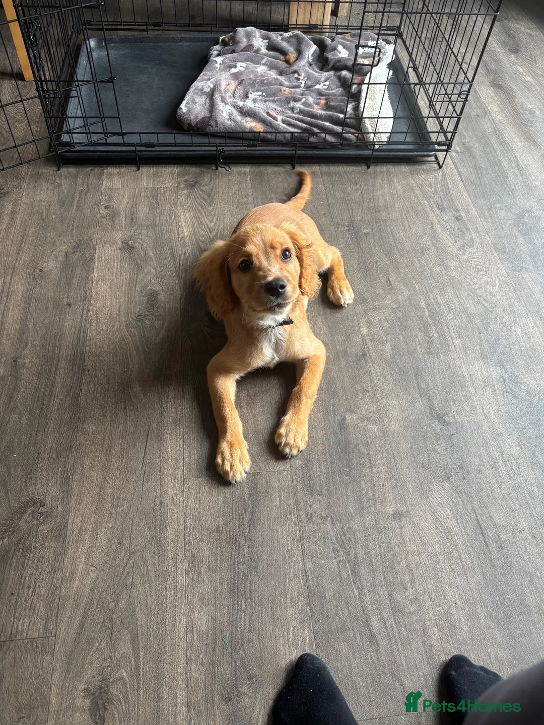 Cockalier dogs for sale: Puppy  - Advert 3