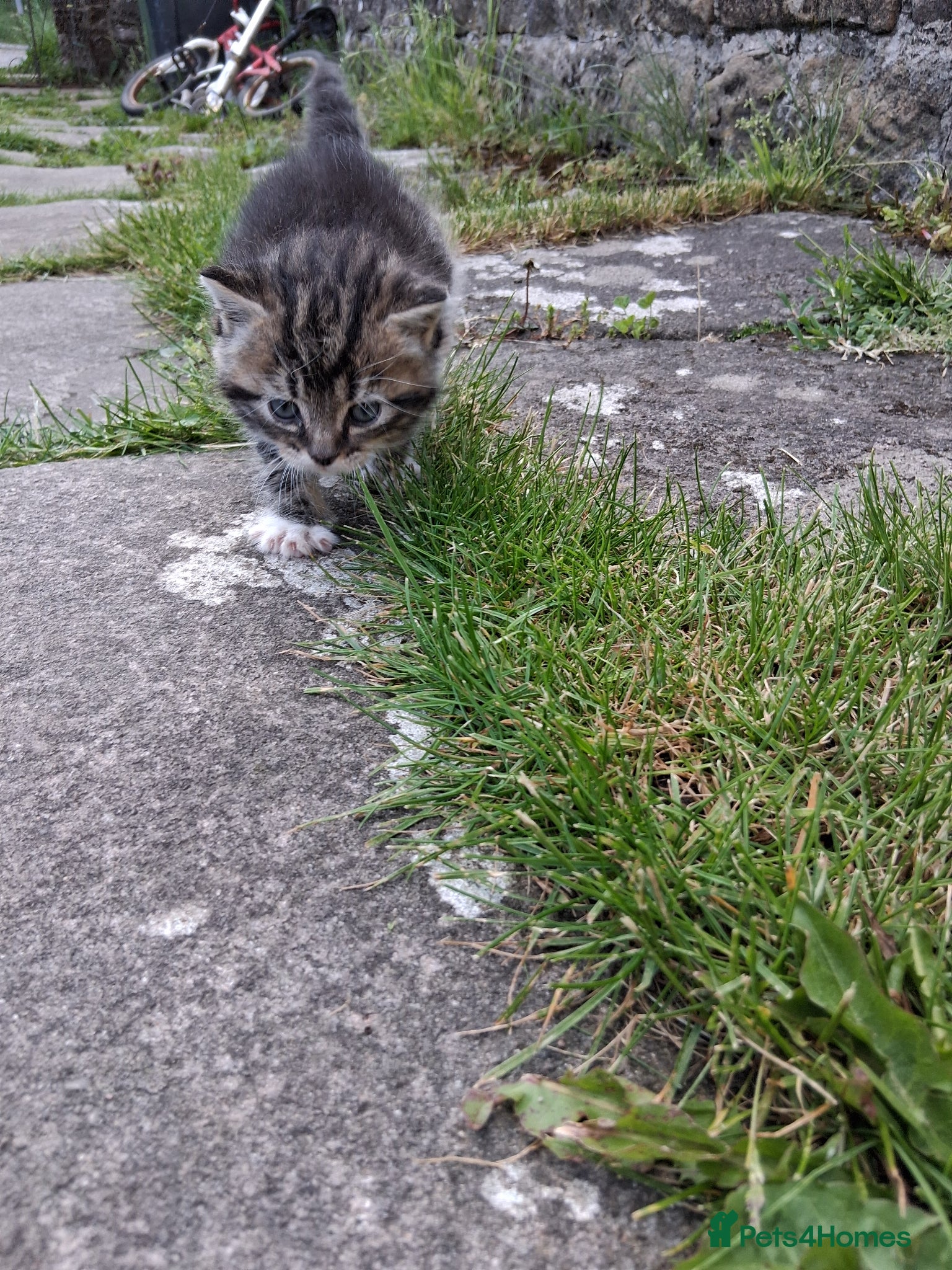 Mixed Breed cats for sale: Lovely kittens various prices  - Advert 4