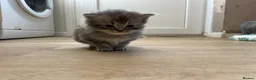 Mixed Breed cats for sale: Exotic cross kittens  - Advert 12