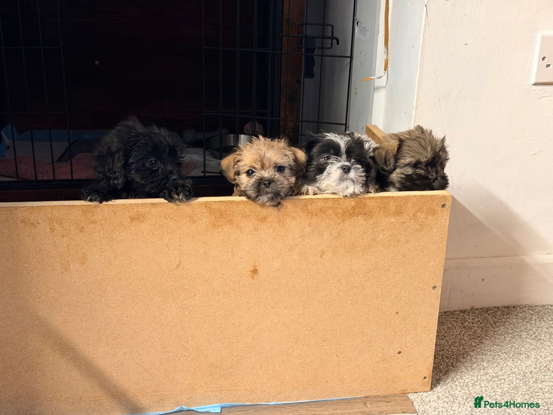 Zuchon dogs for sale: Bichon x Westie x Shih zu  - Advert 30