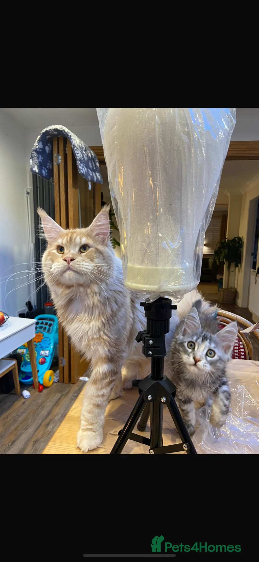 Maine Coon cats for stud: Cream TICA registered maine coon for stud  - Advert 4