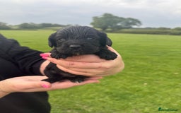 Cockapoo dogs for sale: Cockapoo puppies F1 READY TO LEAVE 🏡🥰 in Leicester - Image 23