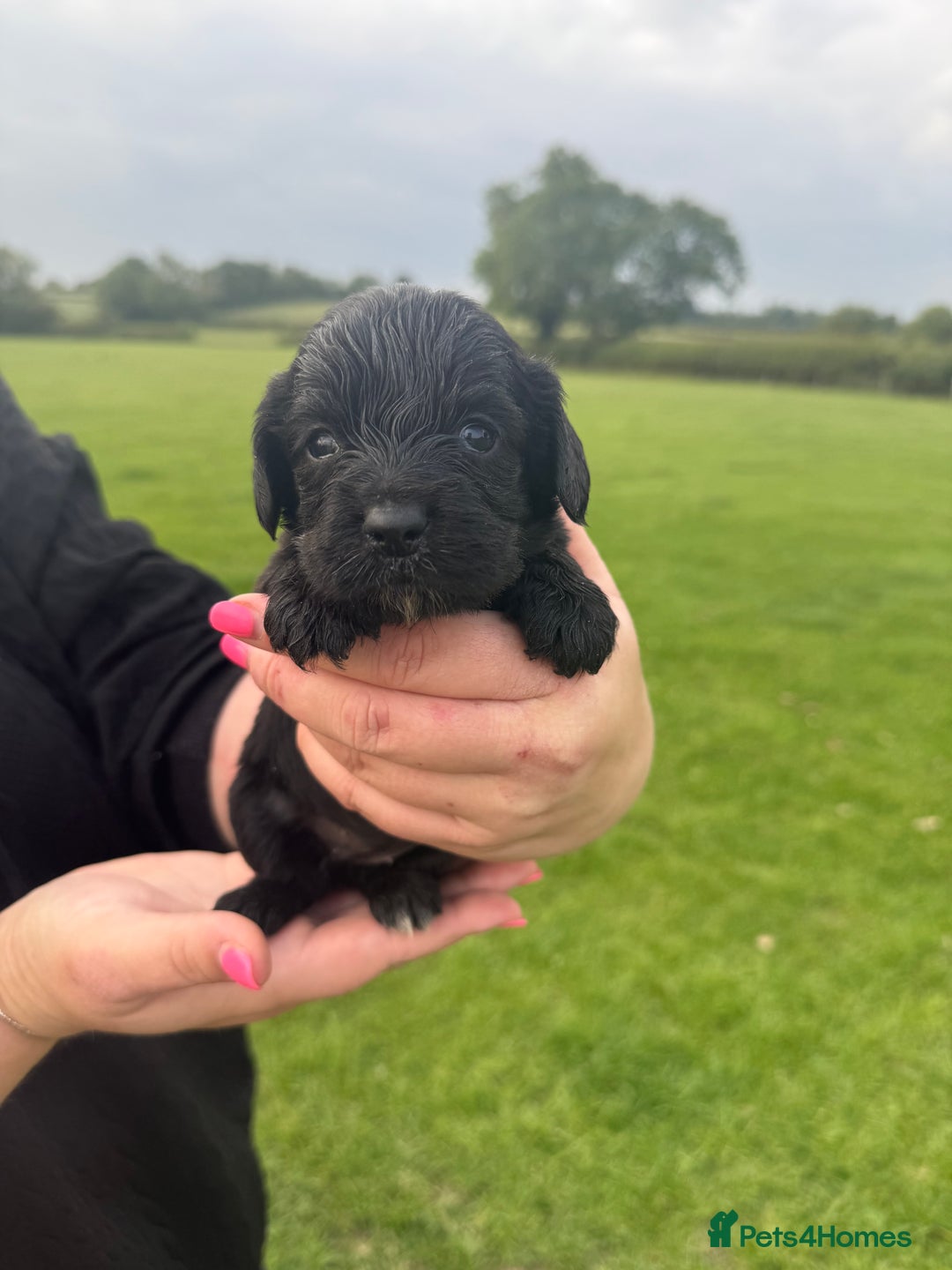 Cockapoo dogs for sale: Cockapoo puppies F1 READY TO LEAVE 🏡🥰 in Leicester - Image 23