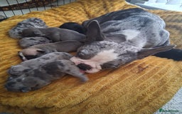 French Bulldog dogs for sale: 8 French bulldog puppies  - Image 1