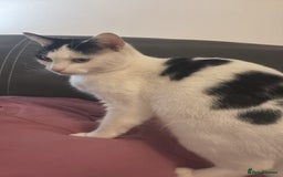 Mixed Breed cats for sale: 2 female calico kittens - Image 2