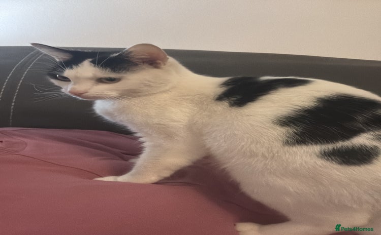 Mixed Breed cats - Advert 1