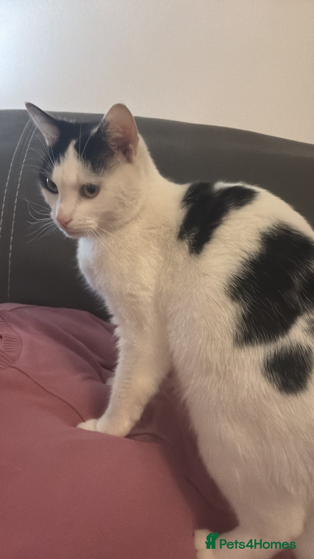 Mixed Breed cats for sale: 2 female calico kittens - Image 2