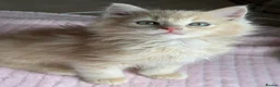 Ragdoll cats for sale: £950 Full pedigree Tica Ready now  - Advert 13