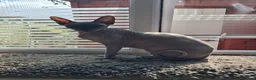 Sphynx cats for sale: Two sphynx cats for rehome in Liverpool - Advert 7