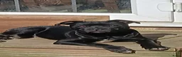 Staffordshire Bull Terrier dogs for sale: KC Black staffordshire bull terrier  - Advert 2