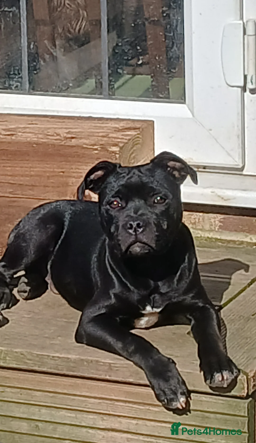Staffordshire Bull Terrier dogs for sale: KC Black staffordshire bull terrier  - Advert 2