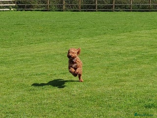Cockapoo dogs Red Fox Cockapoo Puppies For Sale In Glasgow - Advert 7