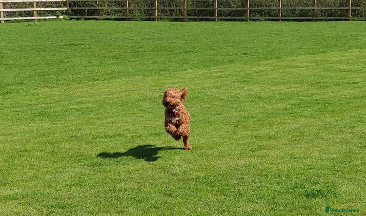 Cockapoo dogs - Advert 1