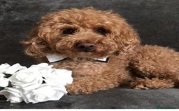 Toy Poodle dogs for stud: RED TOY POODLE KC REGISTERED PROVEN STUD in Derby - Image 1