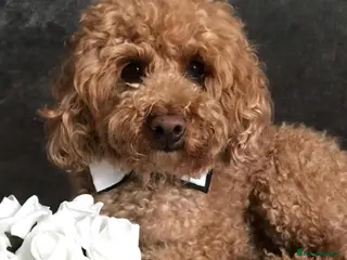 Toy Poodle dogs RED TOY POODLE KC REGISTERED PROVEN STUD in Derby - Advert 1