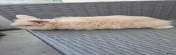 Angora rabbits for sale: Teddywidder bunnies - Advert 29