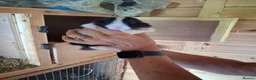 Mini Lop rabbits for sale: Beautiful min lop bunnies  - Advert 6