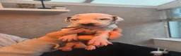 Dalmatian dogs for sale: Stunning Pure Dalmation Puppies  - Advert 18