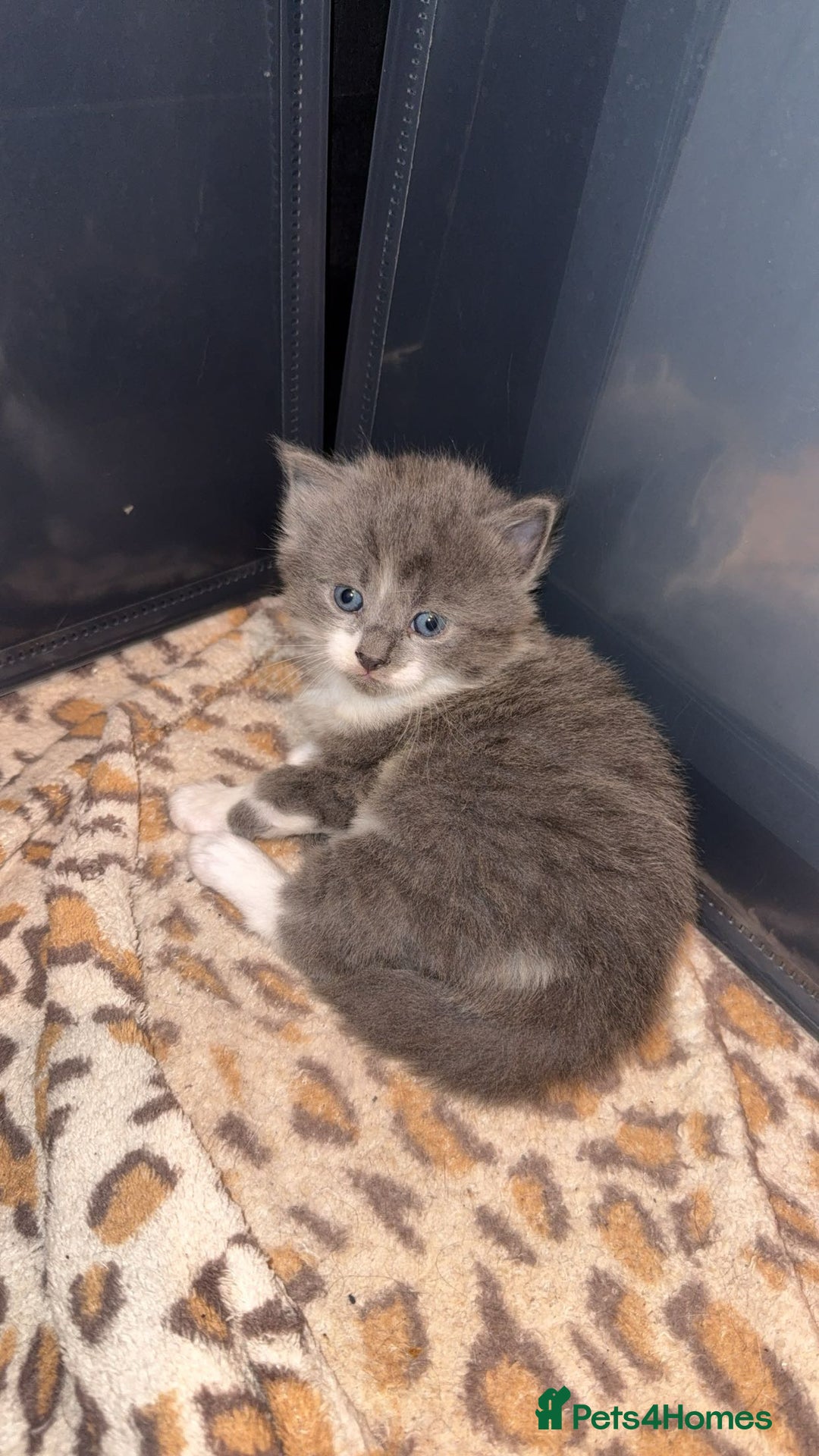 Maine Coon cats for sale: 3 Maine coon cross kittens  - Advert 2