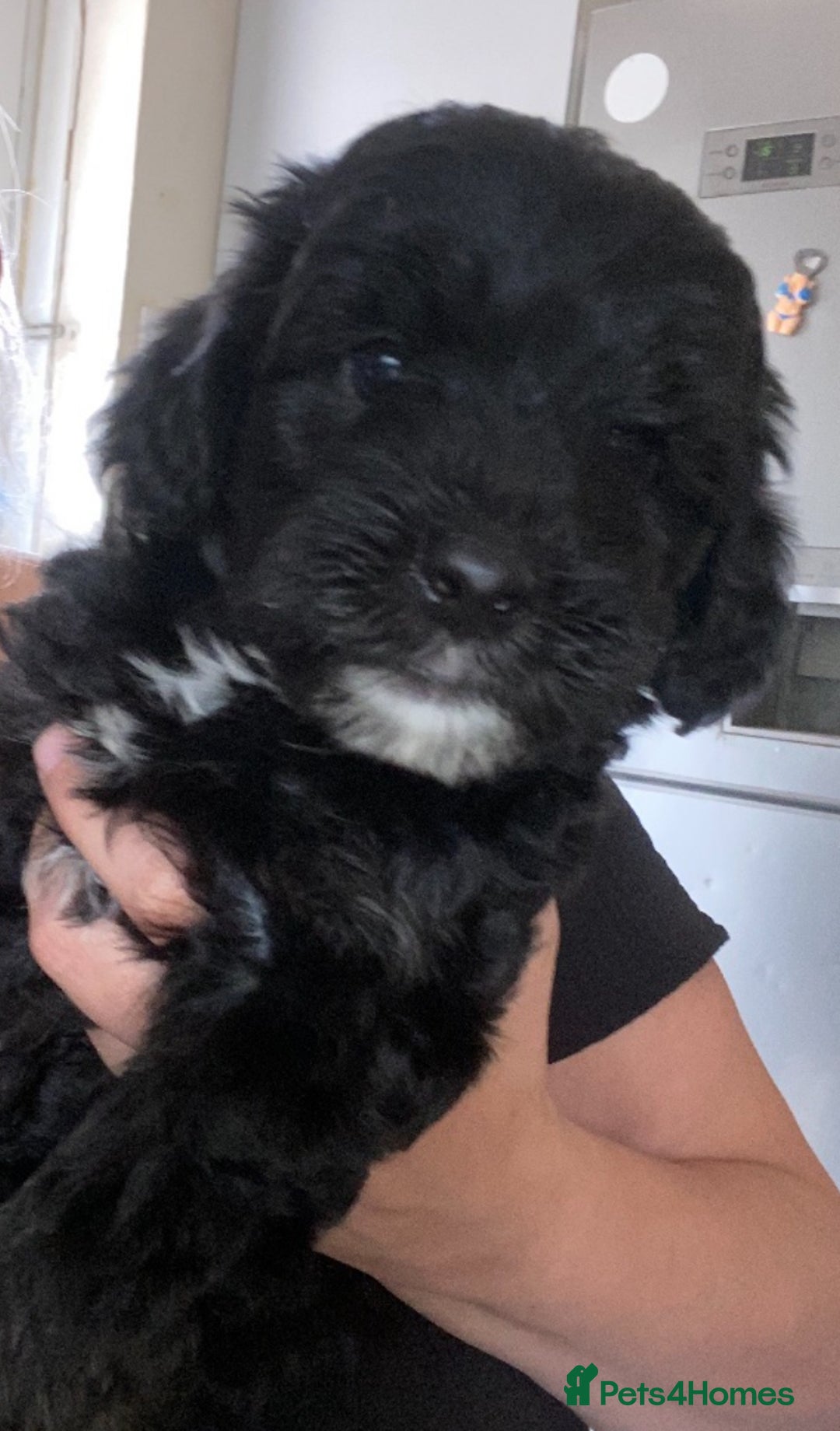 Sheepadoodle dogs for sale: F1b mini sheepadoodles - Image 2