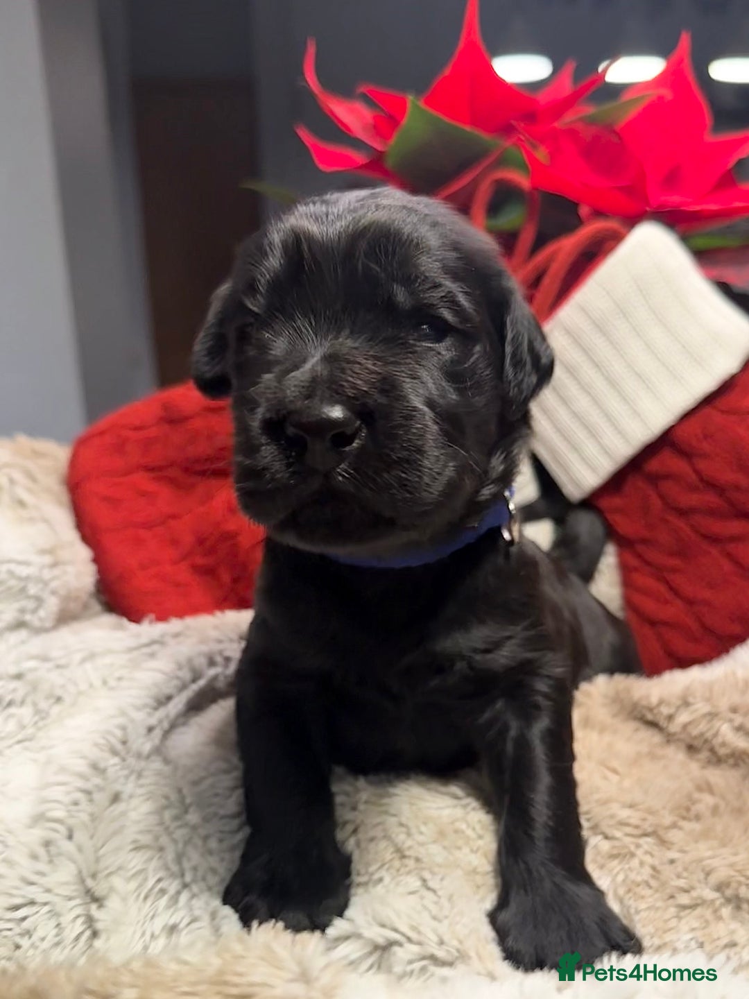 Goldendoodle dogs for sale: Health tested F1 Goldendoodle puppies  - Advert 17