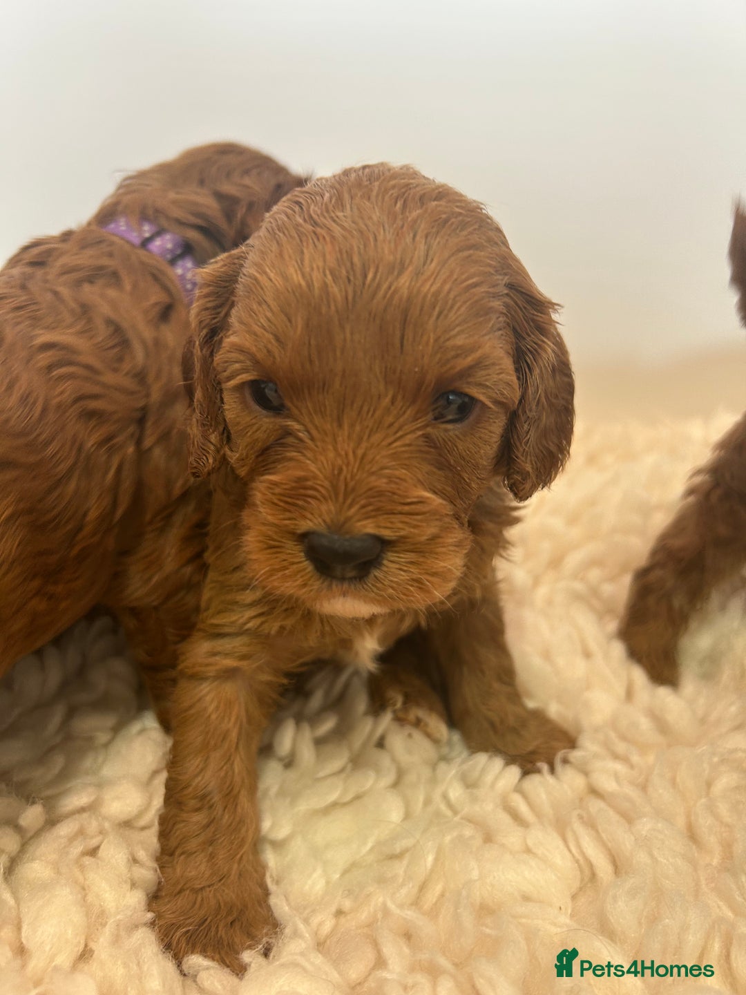 Cavapoo dogs for sale: F1 CAVAPOO BABIES 5🌟LICENSED BREEDER  - Image 16