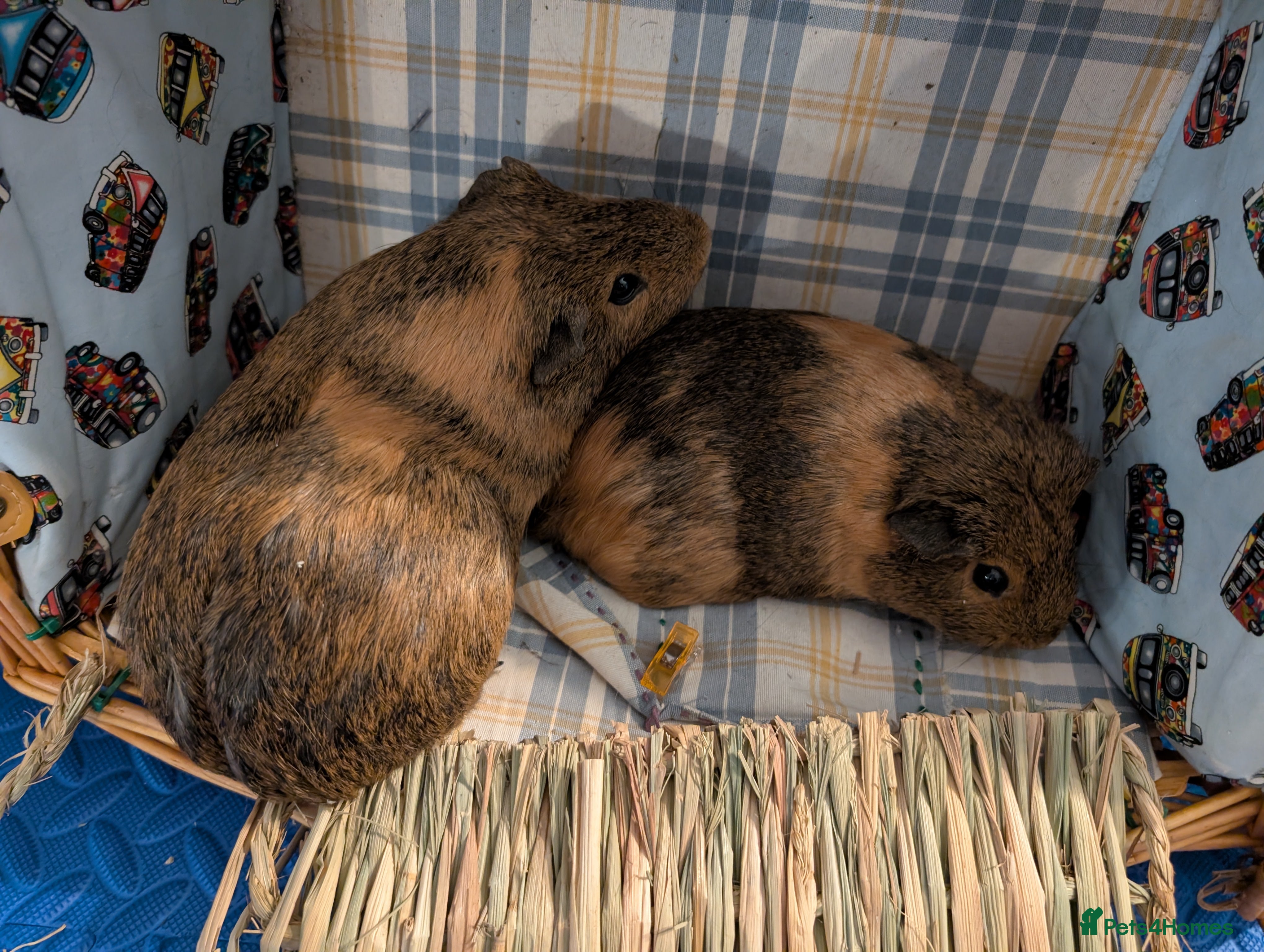 Guinea Pig rodents Guinea pig couple - 5 months old - Advert 1