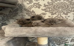 British Shorthair cats for sale: Stunning British shorthair kittens - Image 6