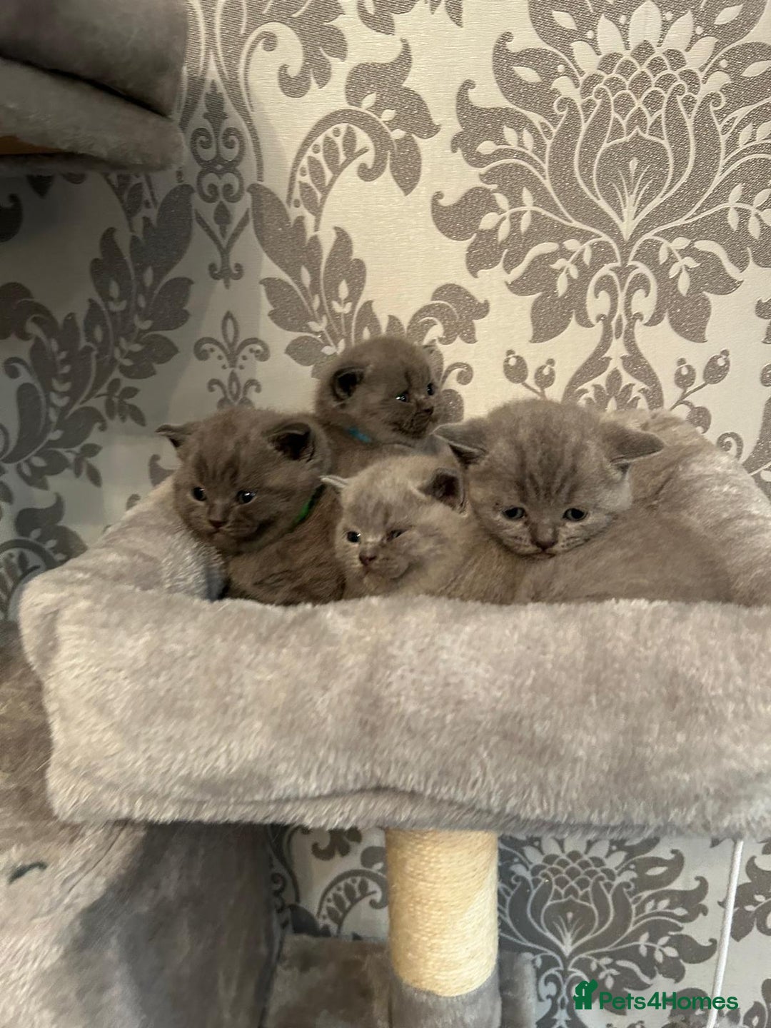 British Shorthair cats for sale: Stunning British shorthair kittens - Image 6