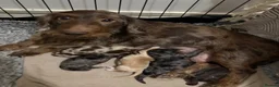 Mixed Breed dogs for sale: doxiepoo pups 2x female 4x male  - Advert 16