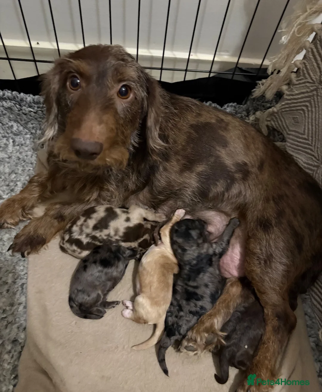 Mixed Breed dogs for sale: doxiepoo pups 2x female 4x male  - Advert 16