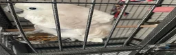 Cockatoo birds for sale: Tame and talkative umbrella cocktoo - Advert 3