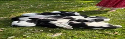 English Springer Spaniel dogs for sale: English springer spaniel puppies - Advert 4